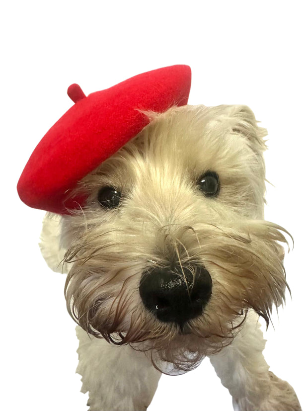 Dog Beret, 4 SOLID Colors!