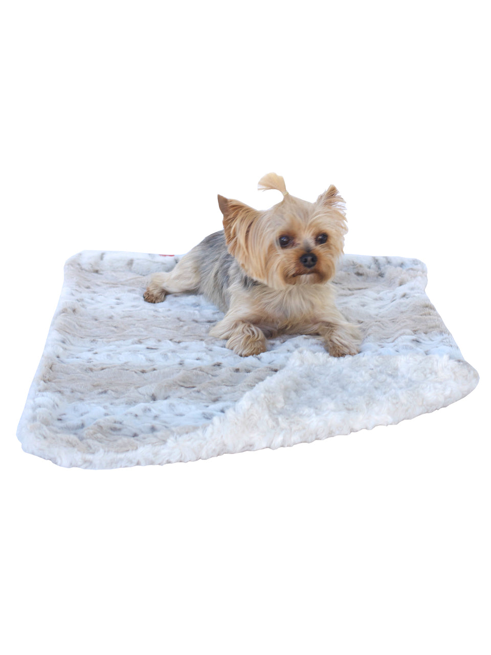 Blankets – The Dog Squad