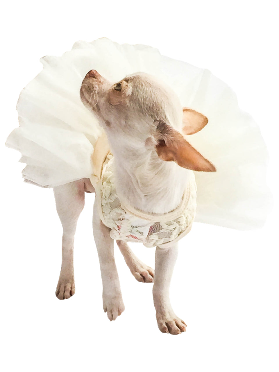 Fufu Tutu Lace, Ivory – The Dog Squad
